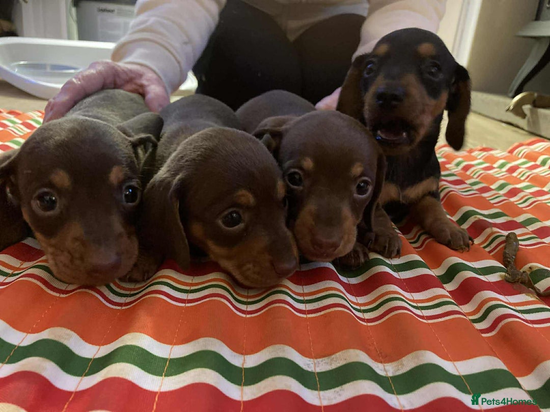 Miniature Dachshund dogs for sale: Miniature daschund puppies  - Advert 1