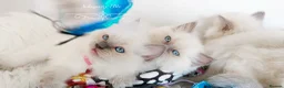 Ragdoll cats for sale: READY😻PURE BEAUTIFUL RAGDOLL 😻😻😻 - Advert 7