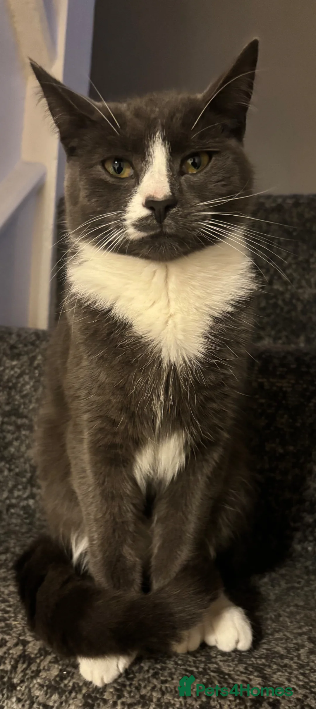 Mixed Breed cats for sale: Teddy  - Advert 1