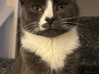 Mixed Breed cats Teddy - Advert 12