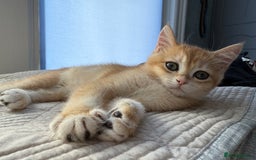 British Shorthair cats for sale: Ready pure AY12, NY12 Corin BSH  - Image 23