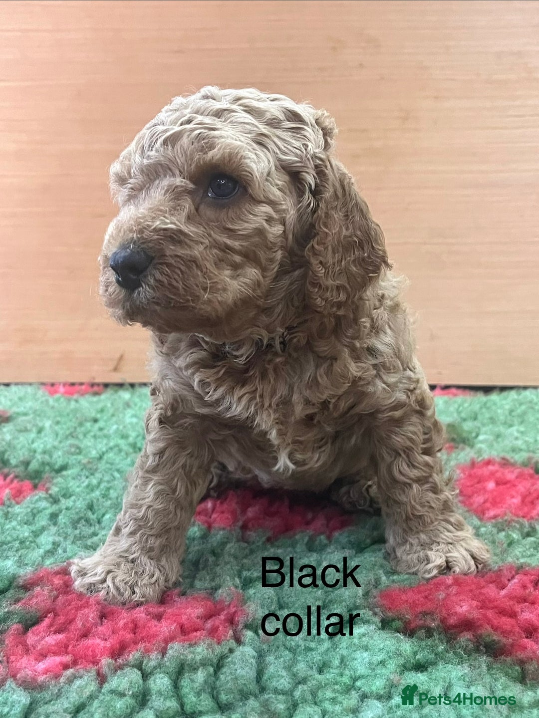 Cockapoo dogs for sale: Beautiful cockapoo puppies! - Advert 5