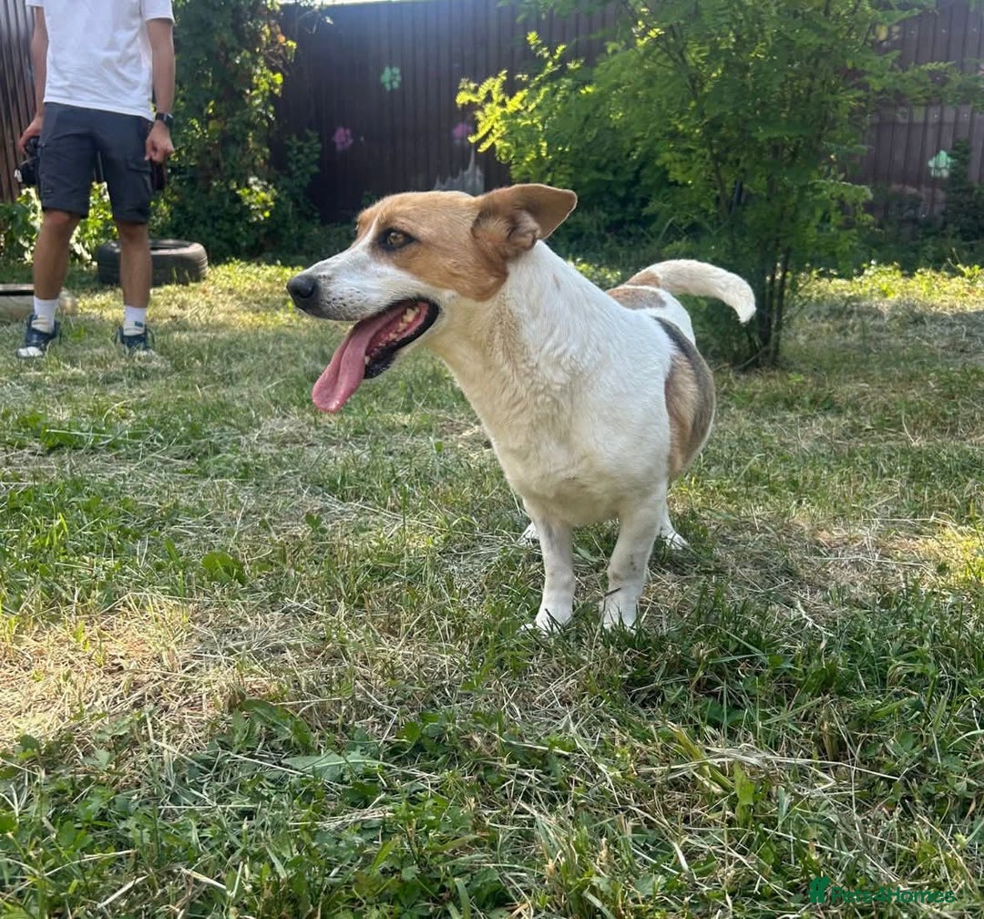 Mixed Breed dogs for sale: Pretty Pixie 😍 - Image 4
