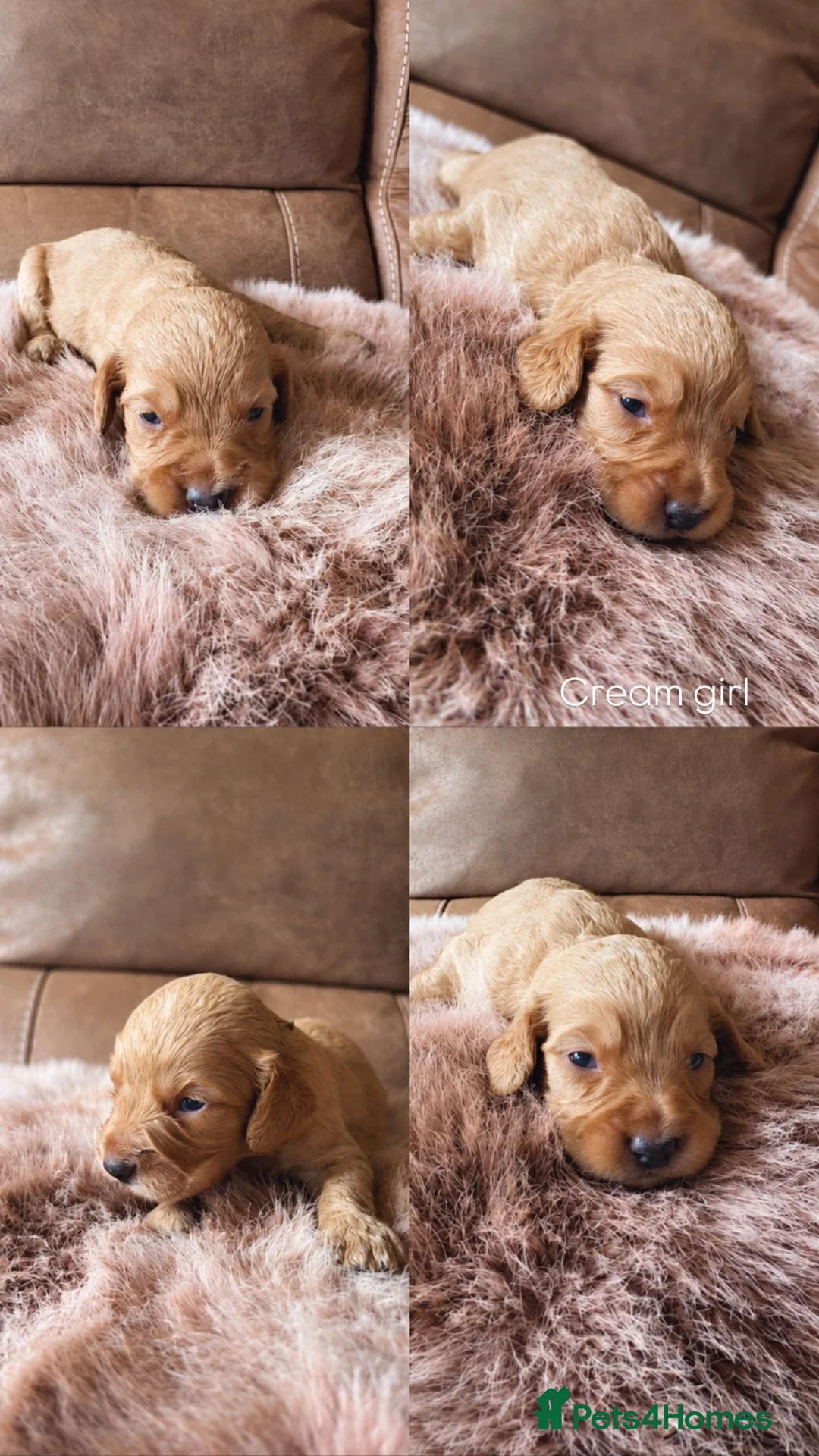 Cockapoo dogs for sale: F1 Beautiful cockapoo puppies 🐶  - Advert 10