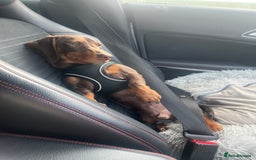 Miniature Dachshund dogs for sale: Male chocolate mini dachshund - Image 3