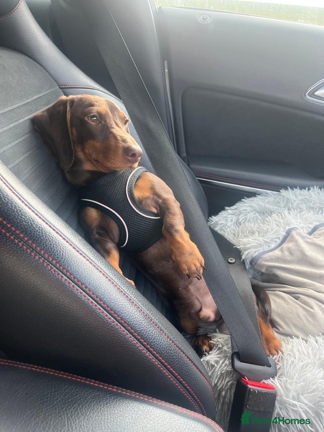 Miniature Dachshund dogs for sale: Male chocolate mini dachshund - Image 3