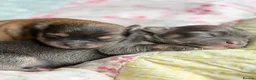 Chorkie dogs for sale: Miniature Chorkie Boys - Advert 9