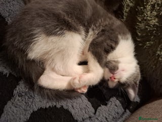 Mixed Breed cats Beautiful kittens - Advert 1