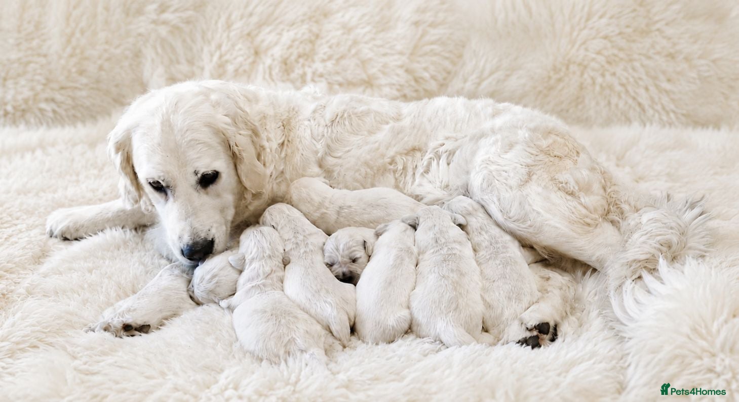 Golden Retriever dogs Newmiller Retrievers Puppies Avaliable  - Advert 2