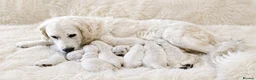 Golden Retriever dogs for sale: Newmiller Retrievers Puppies Avaliable  - Advert 2