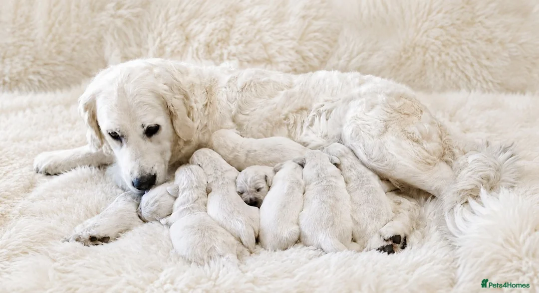 Golden Retriever dogs for sale: Newmiller Retrievers Puppies Avaliable  - Advert 2