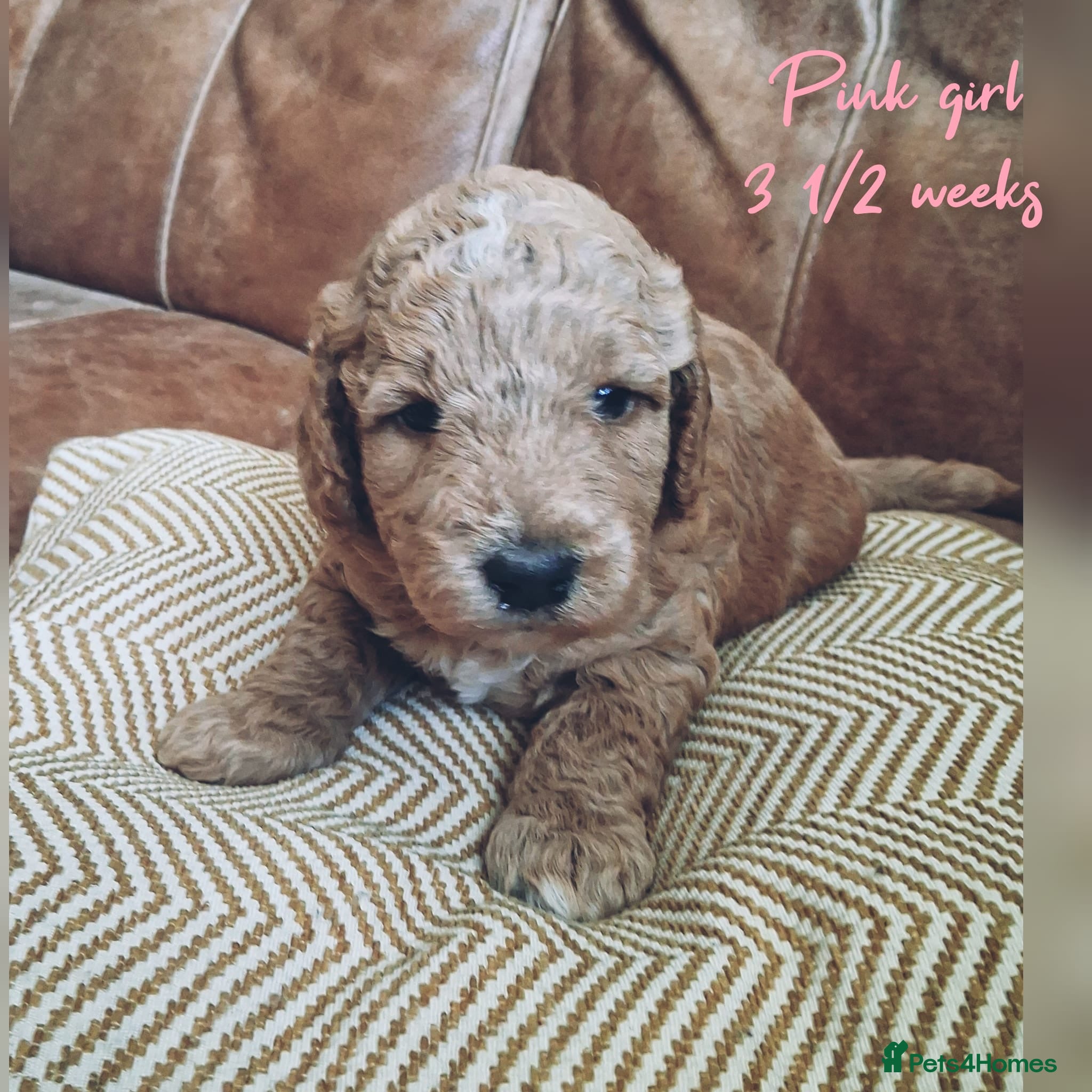 Mini Goldendoodle dogs DNA health tested miniature f2b goldendoodles - Advert 2