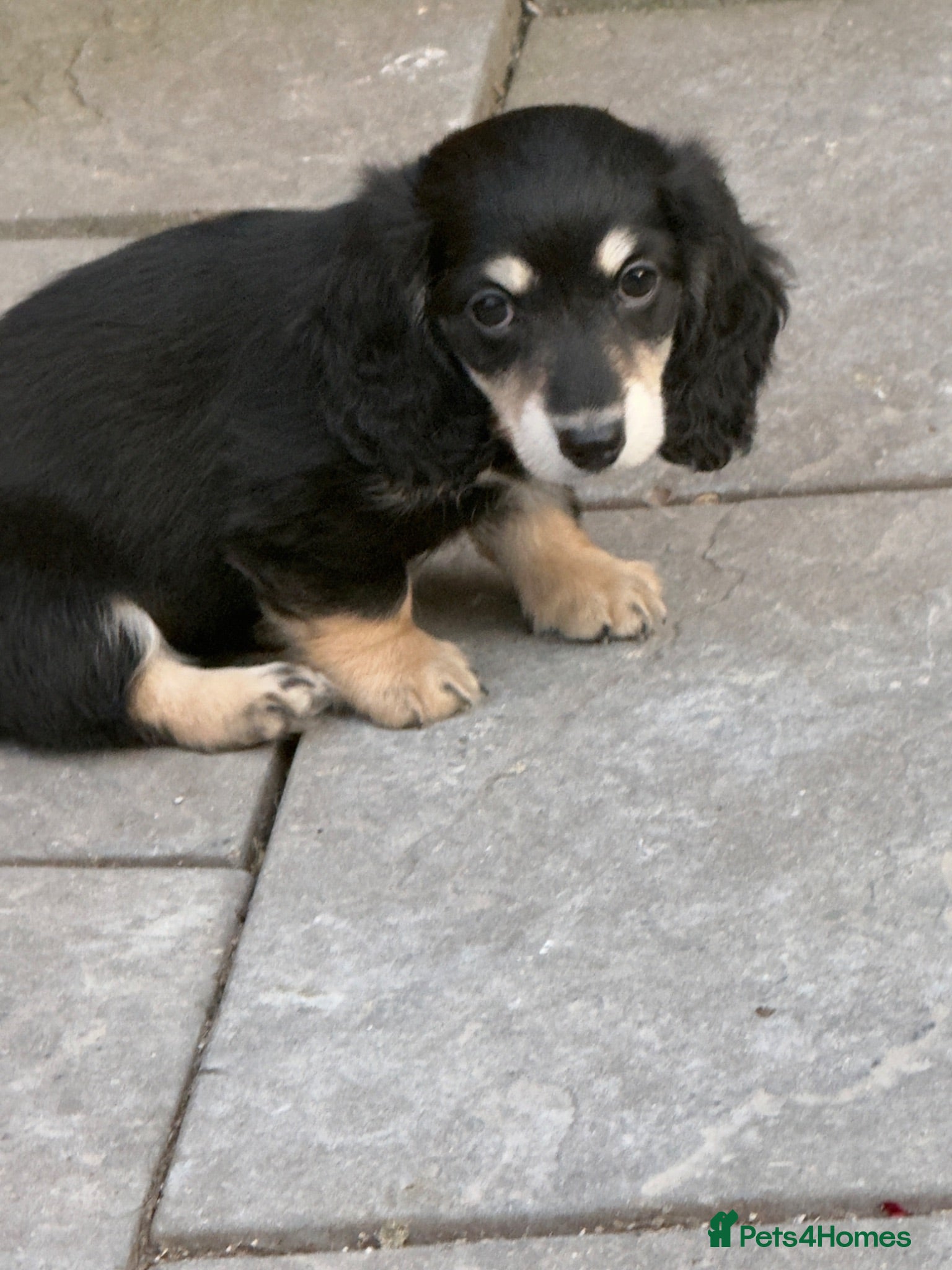 Dachshund dogs Black and cream longhaired miniature dachshund  - Advert 2