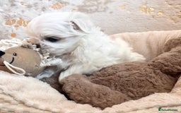 Maltese dogs for sale: ✨💫Tiny Exquisite Bambelina Maltese 💫✨ - Image 35