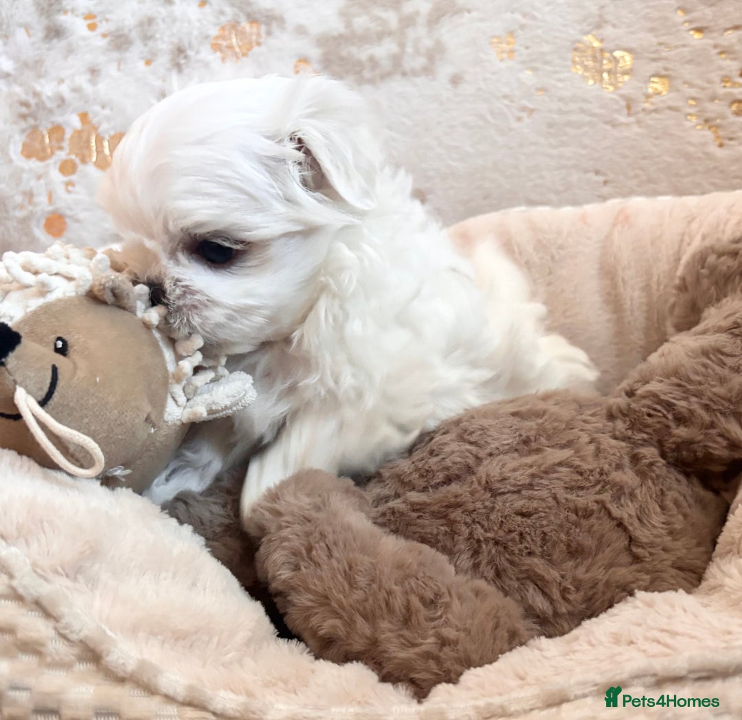 Maltese dogs for sale: ✨💫Tiny Exquisite Bambelina Maltese 💫✨ - Image 35