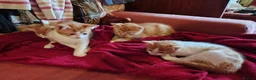 Mixed Breed cats for sale: 4 kittens available now - Advert 13