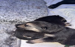 German Shepherd dogs for sale: German shepherd puppies  - Image 10