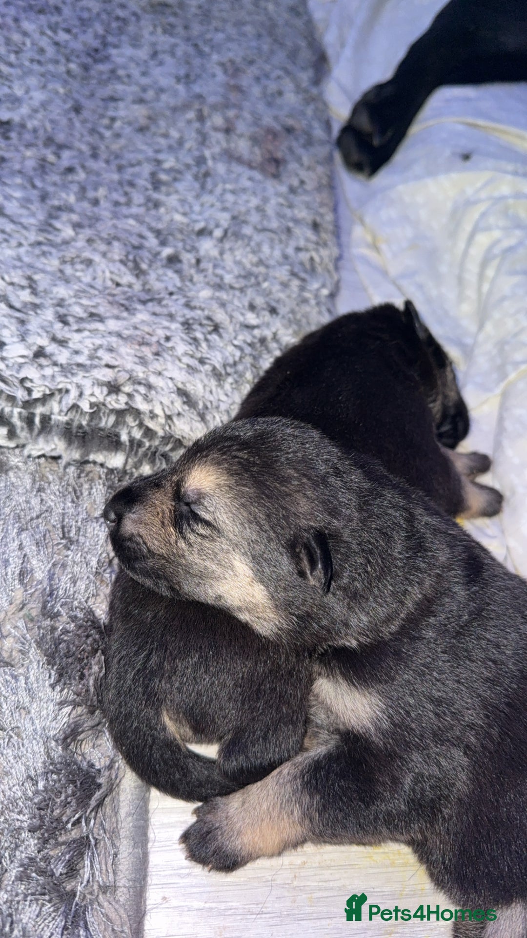 German Shepherd dogs for sale: German shepherd puppies  - Image 10