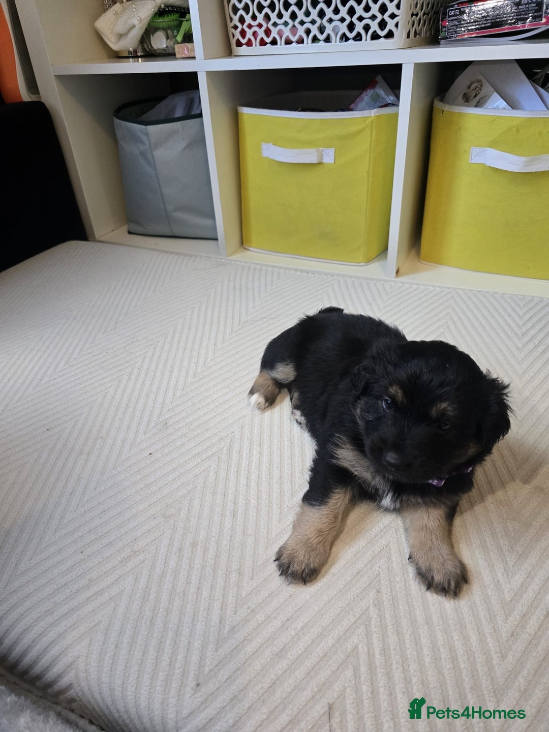 Goldador dogs for sale: Goldador x Labrottie Miniature Puppies for Sale - Advert 33