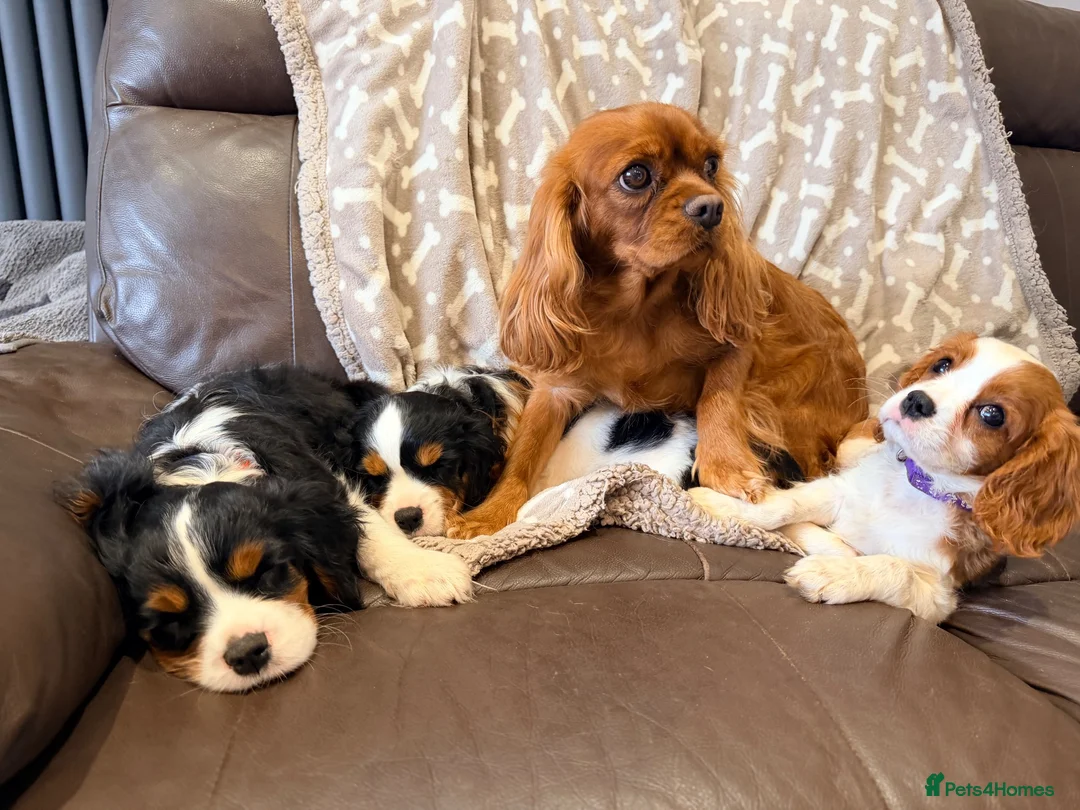 Cavalier King Charles Spaniel dogs for sale: Beautiful KC Reg Cavalier Puppies - Advert 1
