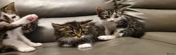 Mixed Breed cats for sale: 4 beautiful kittens  - Advert 5