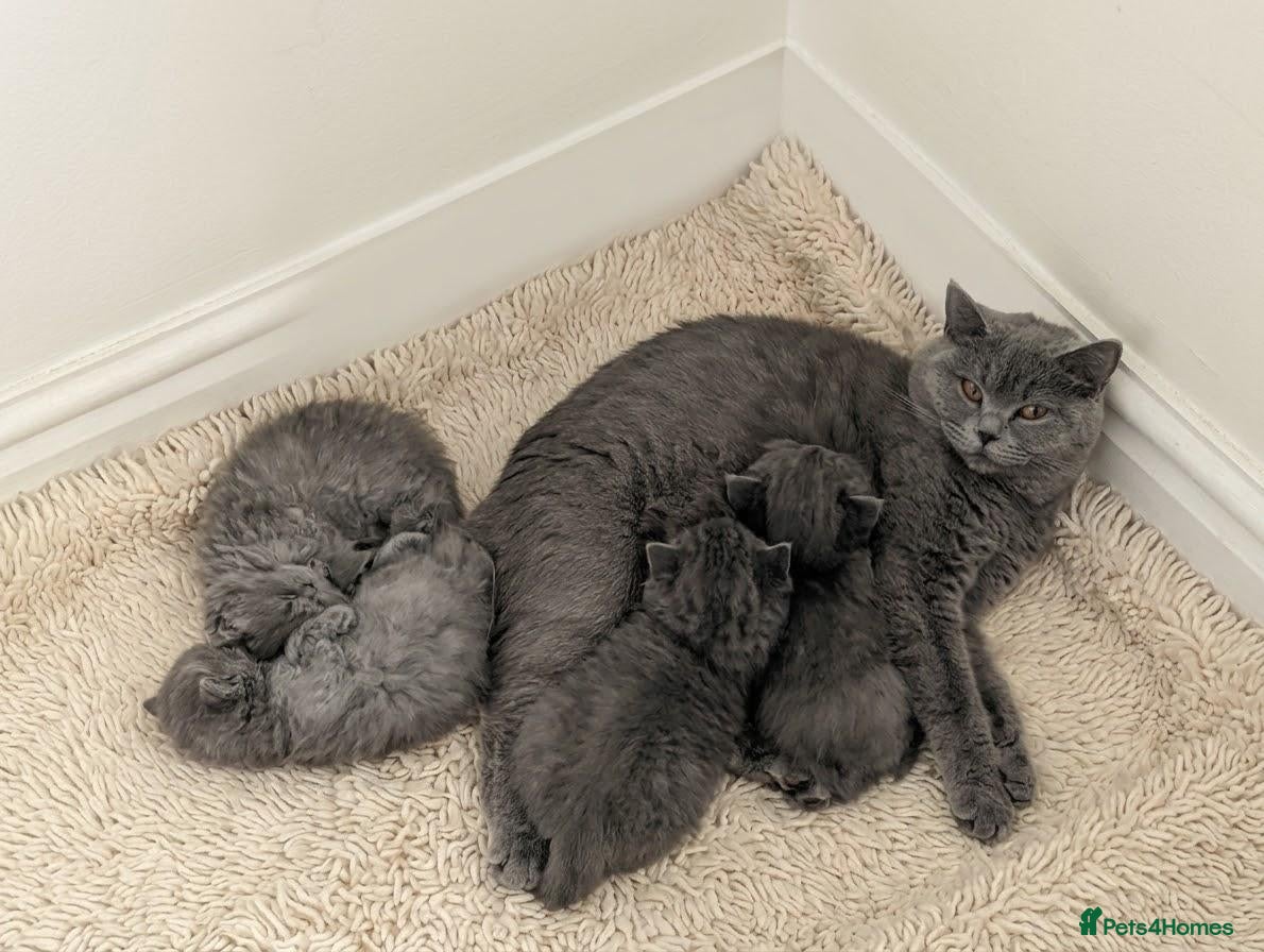 British Shorthair cats Plush British Shorthair Kittens - Advert 2