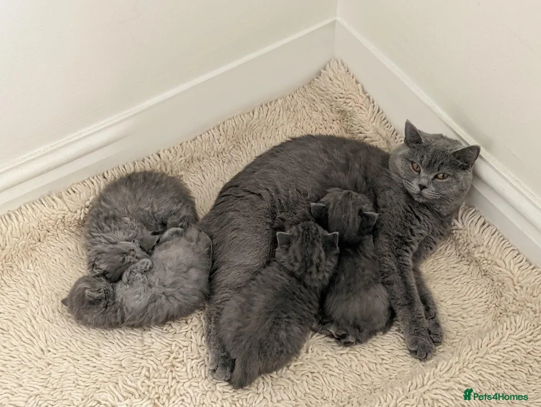 British Shorthair cats for sale: Plush British Shorthair Kittens in Liverpool - Advert 1