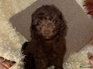 Miniature Poodle dogs 🩷🩷Stunning Chocolate Miniature Poodles🩷🩷 - Advert 13