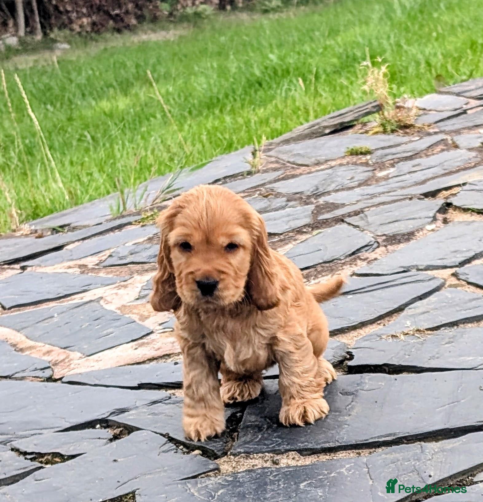 Cocker Spaniel dogs OUTSTANDING ,Pure,KC, Show Type, C/S Puppies - Advert 2