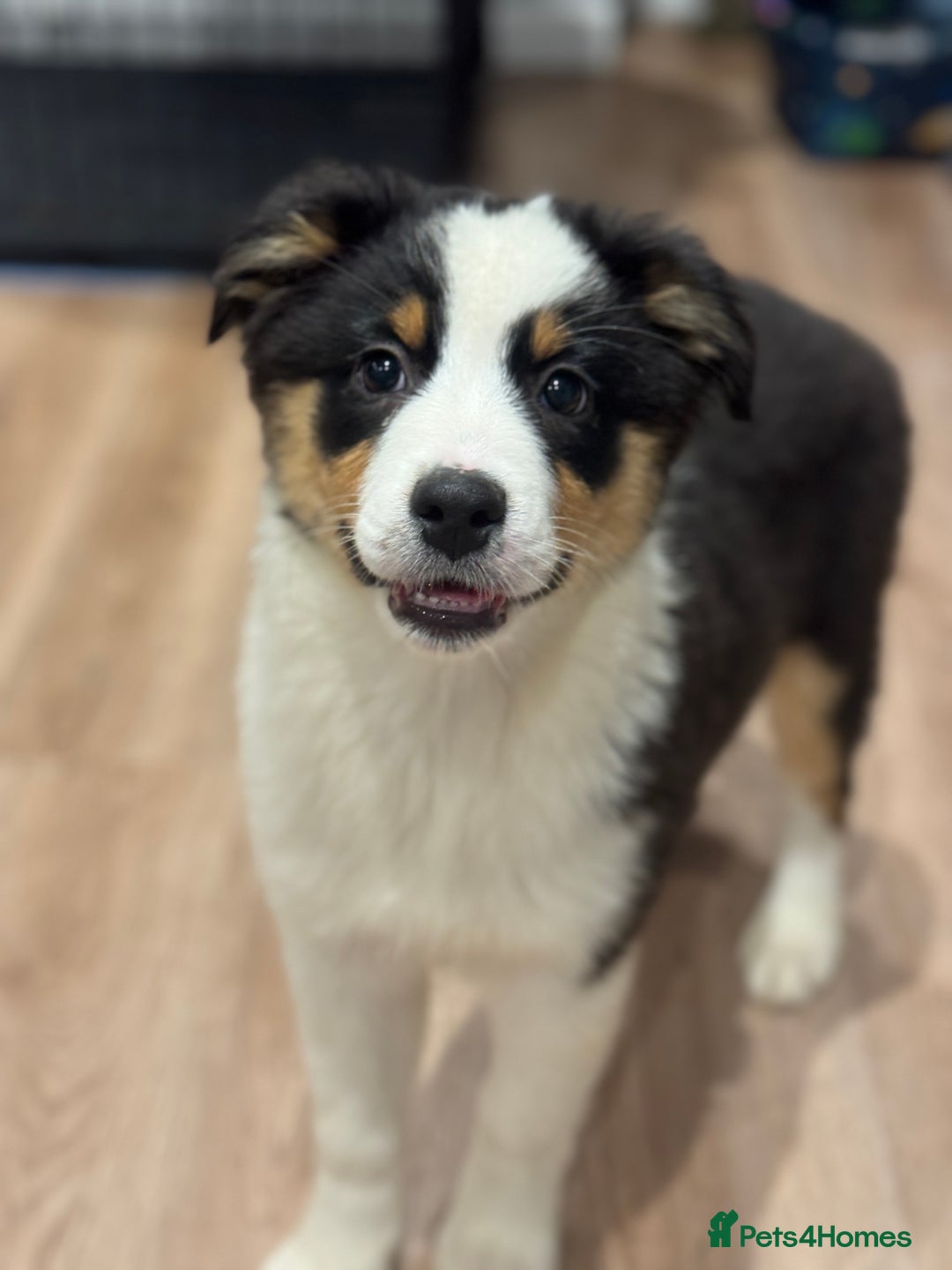 Australian Shepherd dogs for sale: 2 KC registered girl Australian Shepard puppy! - Advert 24