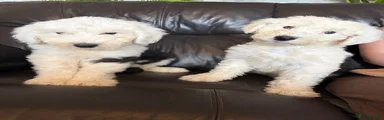 Old English Sheepdog 5