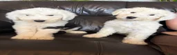 Old English Sheepdog dogs for sale: Kc Registered Old English Sheepdogs  - Advert 11