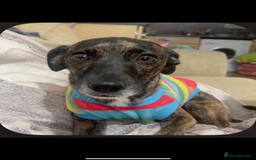 Mixed Breed dogs for sale: (Female) Jack chihuahua 4 months  - Advert 1