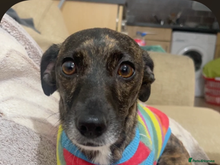 Mixed Breed dogs for sale: (Female) Jack chihuahua 4 months - Advert 1