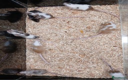 Mouse rodents for sale: Baby Fancy Coloured Mice  - Image 6