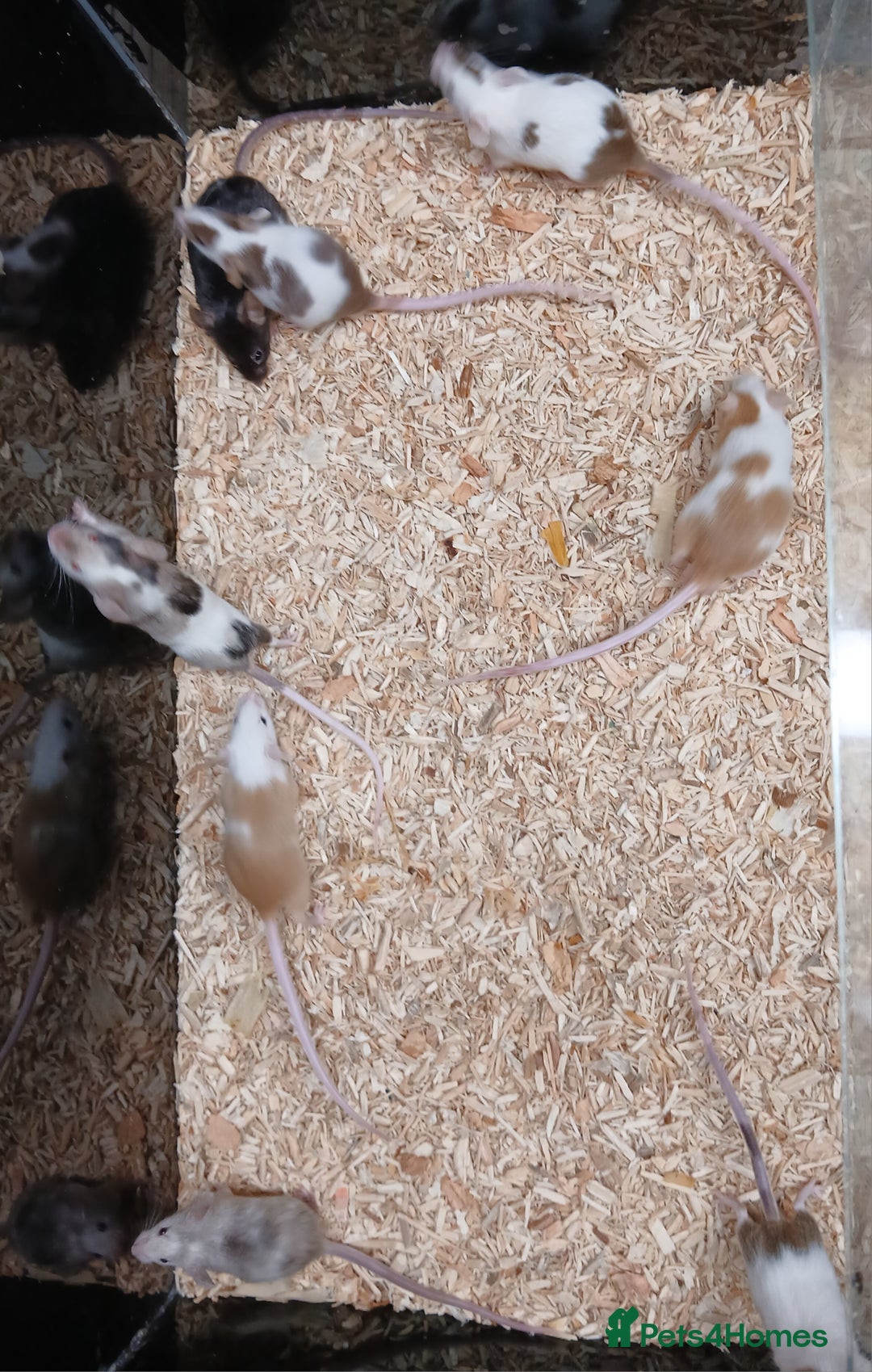 Mouse rodents for sale: Baby Fancy Coloured Mice  - Image 6