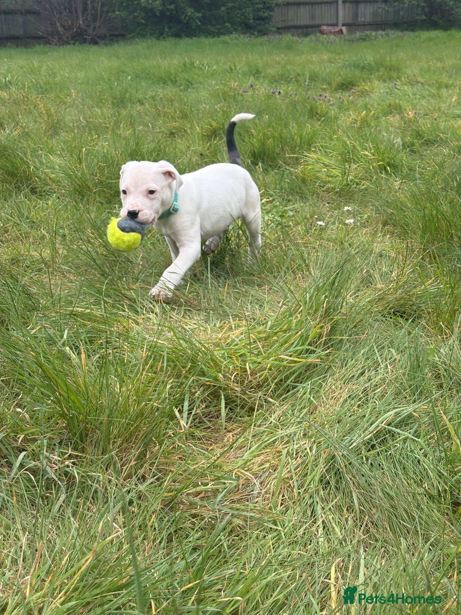 Mixed Breed dogs Gorgeous 10 week old puppy - Advert 1