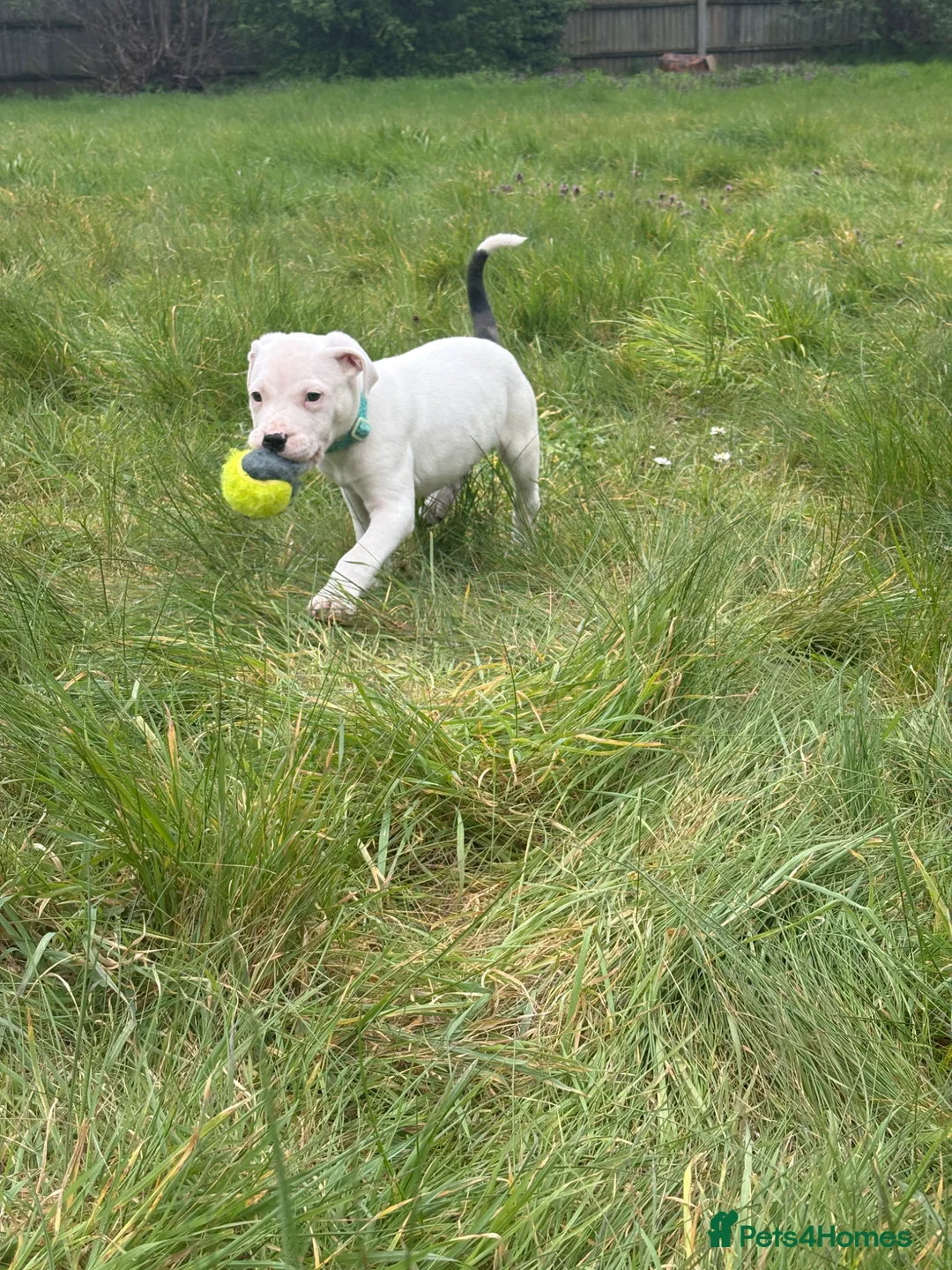 Mixed Breed dogs for sale: Gorgeous 10 week old puppy - Advert 1