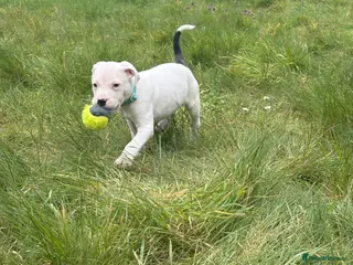 Mixed Breed dogs Gorgeous 10 week old puppy - Advert 9