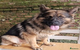 German Shepherd dogs for sale: German shepherd dog  - Image 1