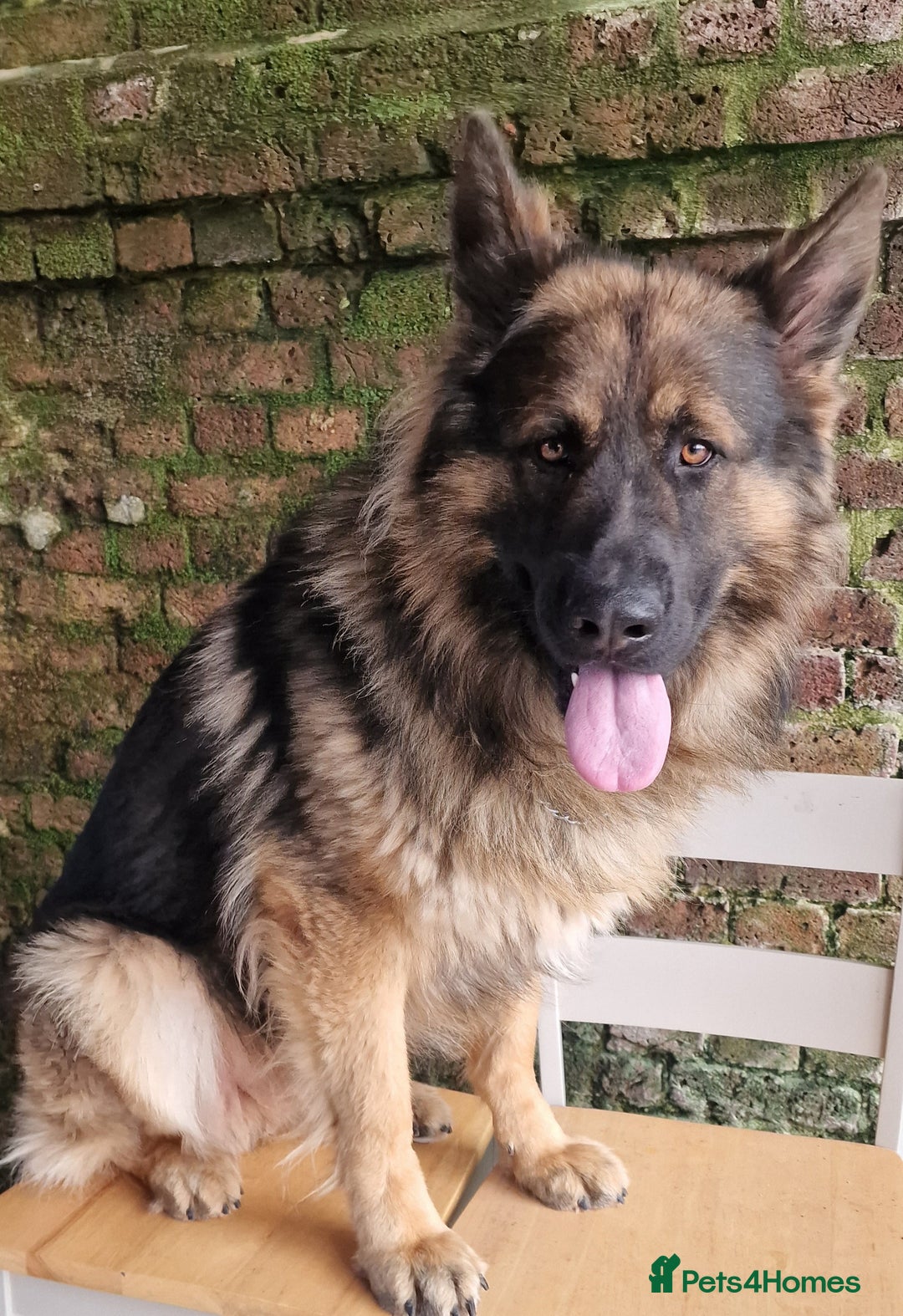 German Shepherd dogs for sale: German shepherd dog  - Image 1