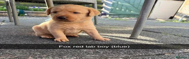Labrador Retriever 1