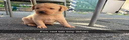 Labrador Retriever dogs for sale: Fox red Labrador puppies  - Advert 7