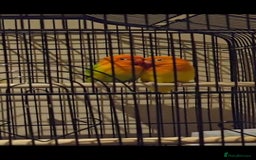 Lovebirds birds for sale: Pair of 7 months lutino lovebirds - Image 6