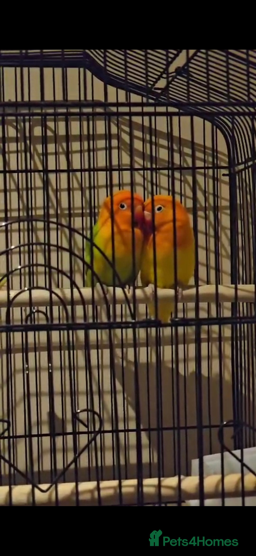 Lovebirds birds for sale: Pair of 7 months lutino lovebirds - Image 6