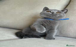 British Shorthair cats for sale: Beautiful kittens  - Image 7