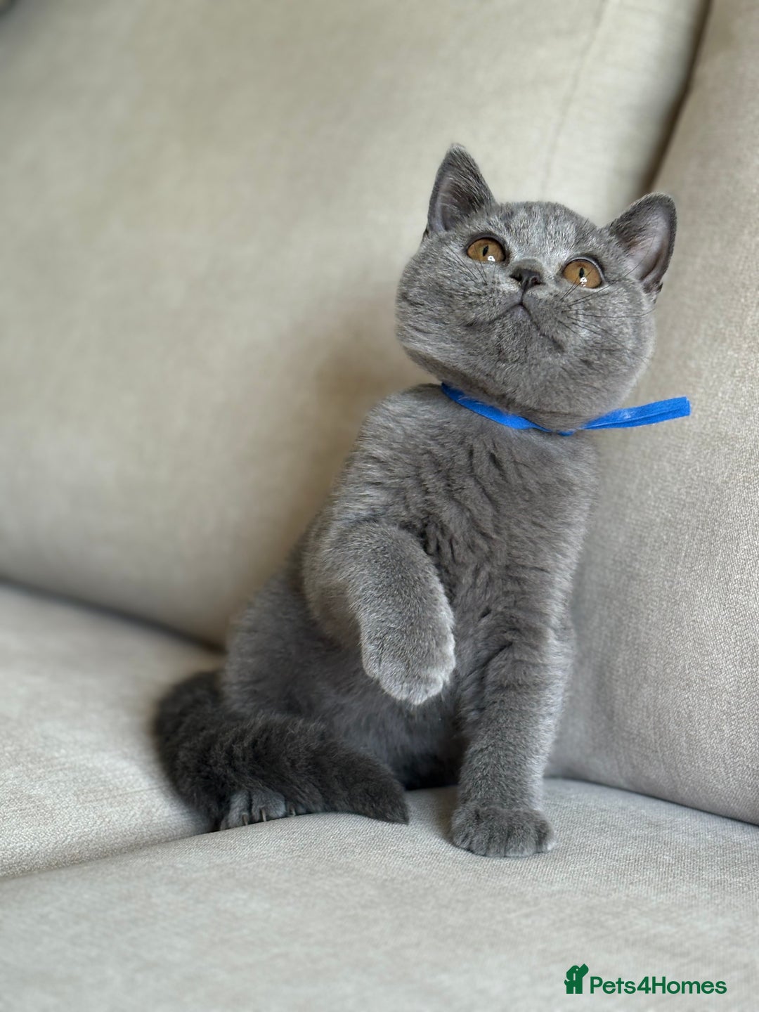 British Shorthair cats for sale: Beautiful kittens  - Image 7