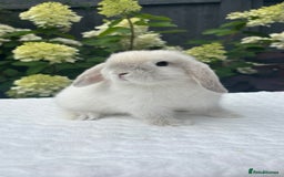 Mini Lop rabbits for sale: Stunning Pure Bred Mini Lop Boys - Image 5