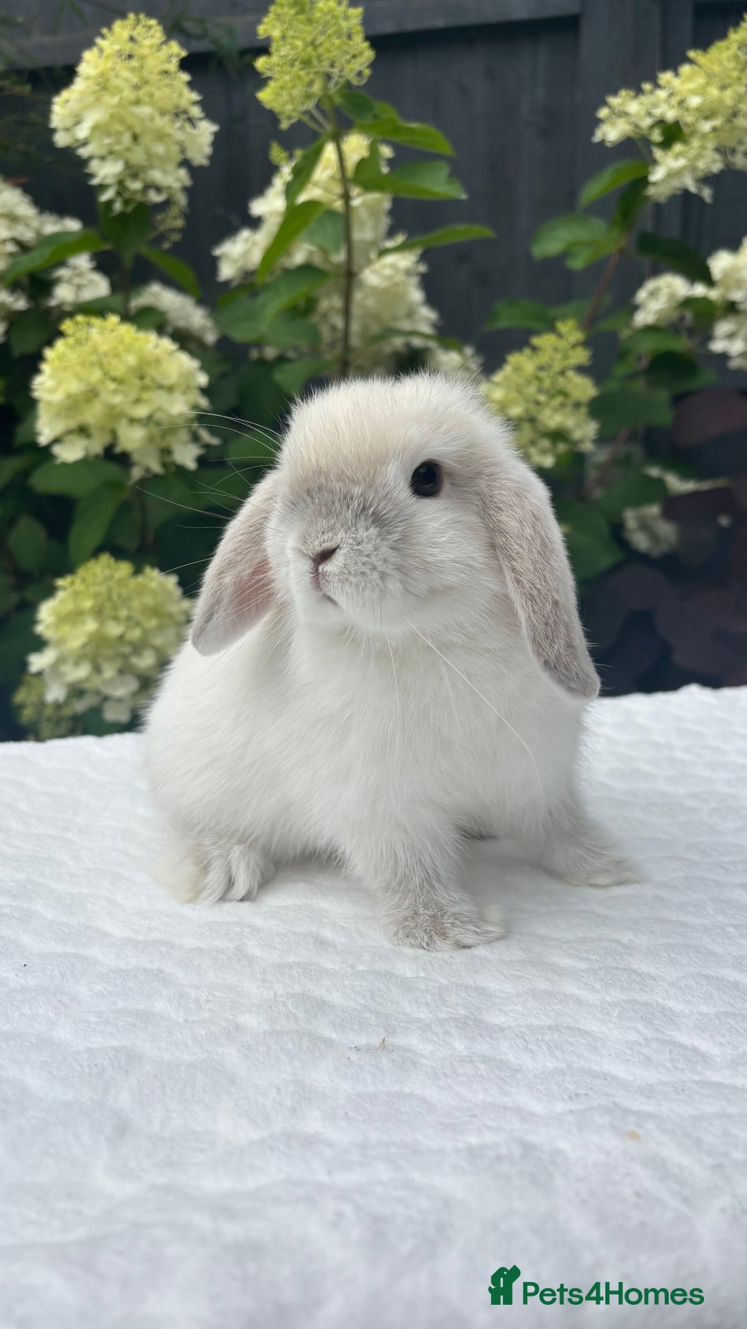 Mini Lop rabbits for sale: Stunning Pure Bred Mini Lop Boys - Image 5