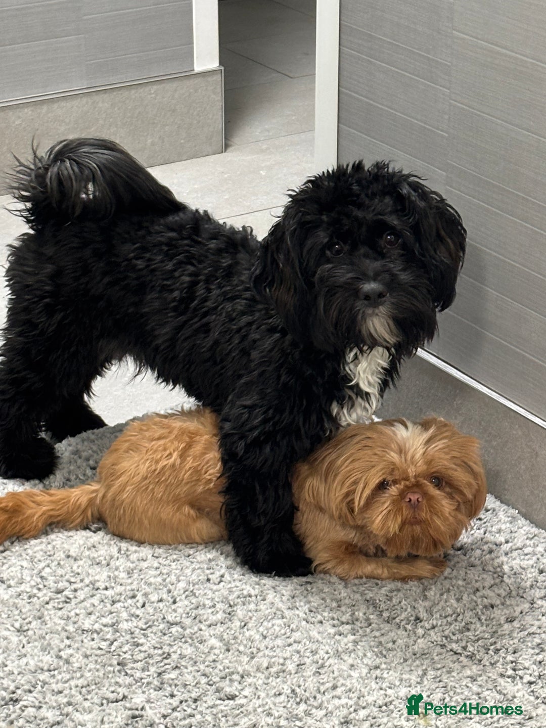 Shihpoo dogs for sale: Shihpoo  - Image 5